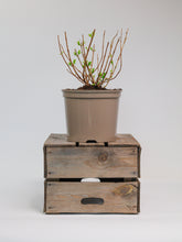 products/SotoProductShootLowQ-1906_2b7e20b9-f074-4bb4-9db2-793e3b09661e.jpg